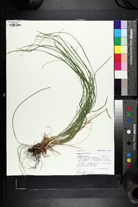 Carex geyeri image