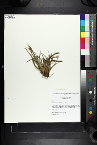 Carex glaucodea image