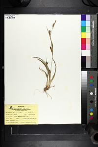 Carex glaucodea image