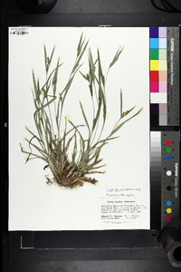 Carex glaucodea image