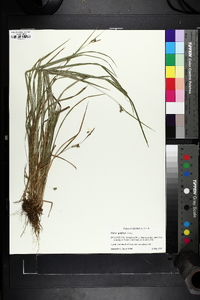 Carex godfreyi image