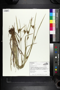 Carex glaucodea image