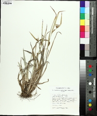 Carex glaucodea image