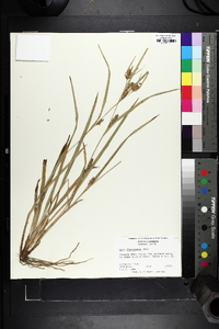 Carex flaccosperma image