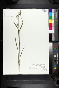 Carex flaccosperma image