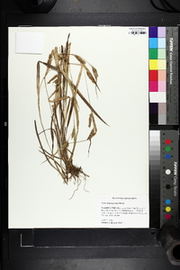 Carex flaccosperma image