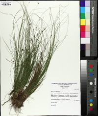 Carex eburnea image