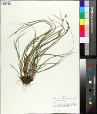 Carex dasycarpa image