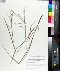 Carex flexuosa image