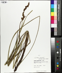 Carex decomposita image