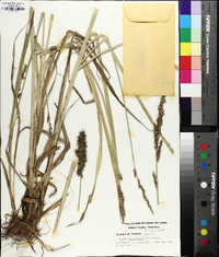 Carex crus-corvi image