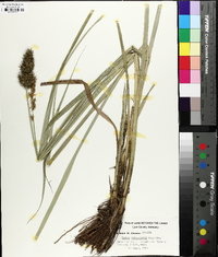 Carex crus-corvi image