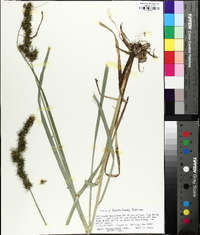 Carex crus-corvi image