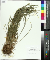 Carex grisea image