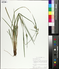 Carex crebriflora image