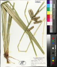 Carex comosa image