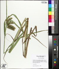 Carex comosa image