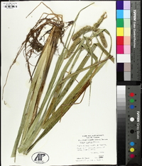 Carex comosa image