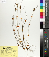 Carex complanata image