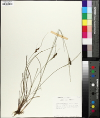 Carex complanata image