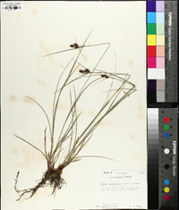 Carex complanata image