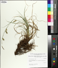 Carex cherokeensis image