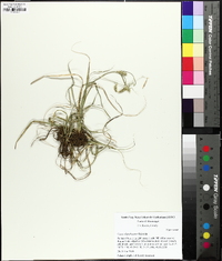 Carex cherokeensis image