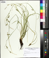 Carex cherokeensis image