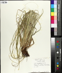 Carex cherokeensis image