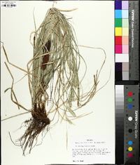 Carex cherokeensis image