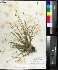 Carex leavenworthii image