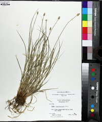 Carex leavenworthii image