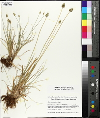 Carex mesochorea image