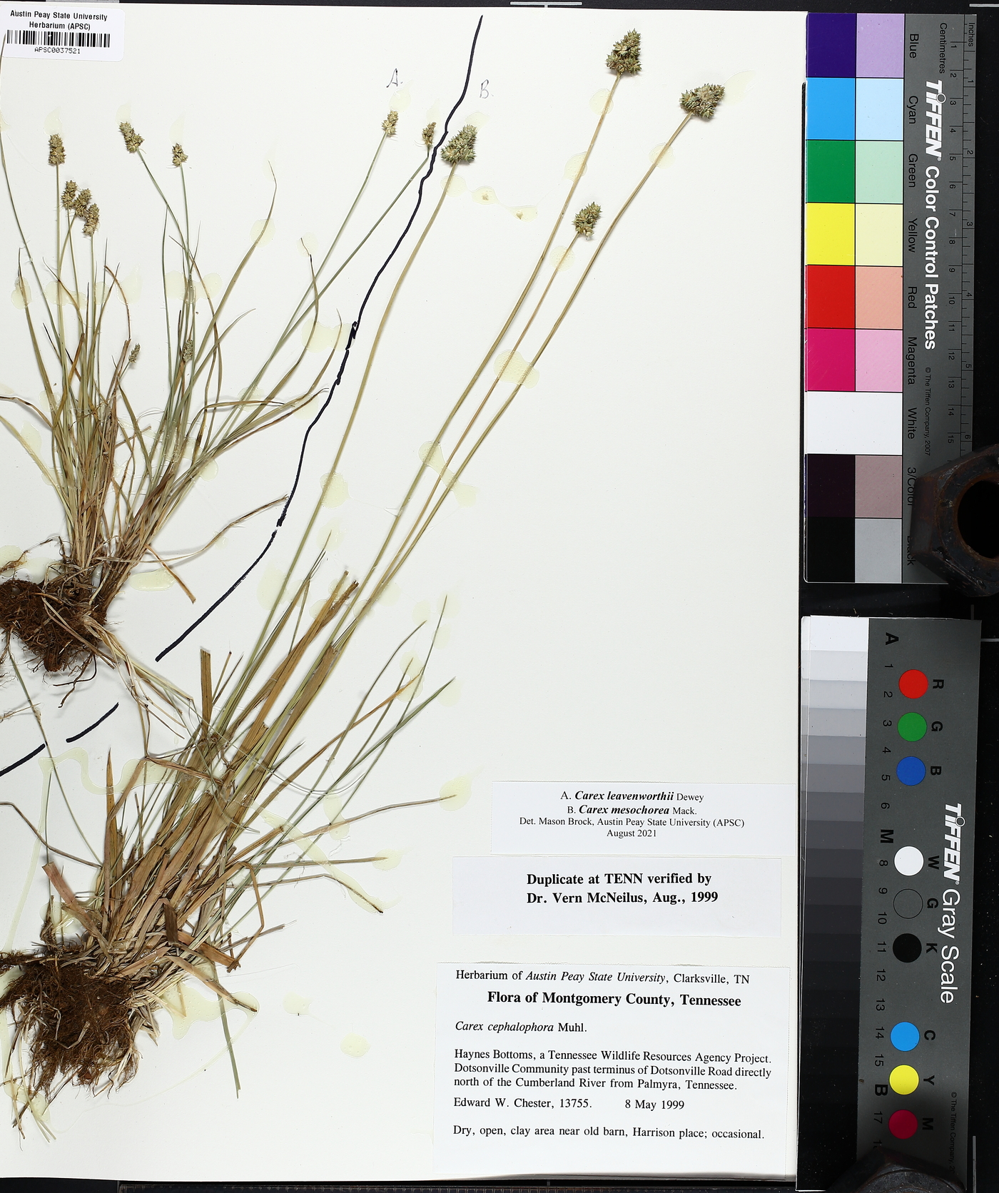 Carex mesochorea image