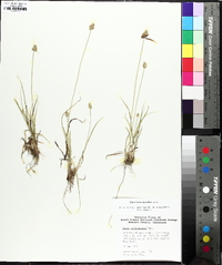 Carex leavenworthii image