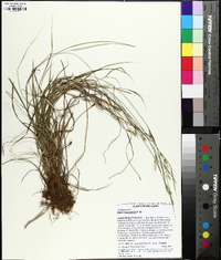 Carex breviculmis image