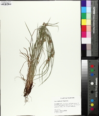 Carex bulbostylis image