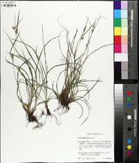 Carex bulbostylis image