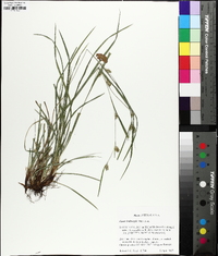 Carex bulbostylis image