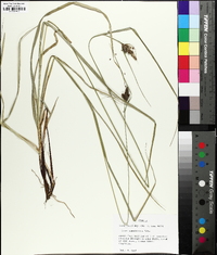 Carex complanata image