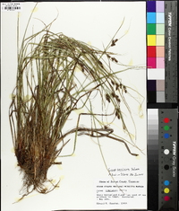 Carex caroliniana image