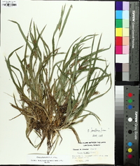 Carex glaucodea image