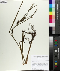 Carex aureolensis image