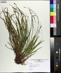 Carex austrocaroliniana image