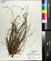 Carex austrocaroliniana image