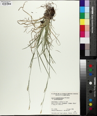 Carex assiniboinensis image