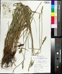 Carex conjuncta image