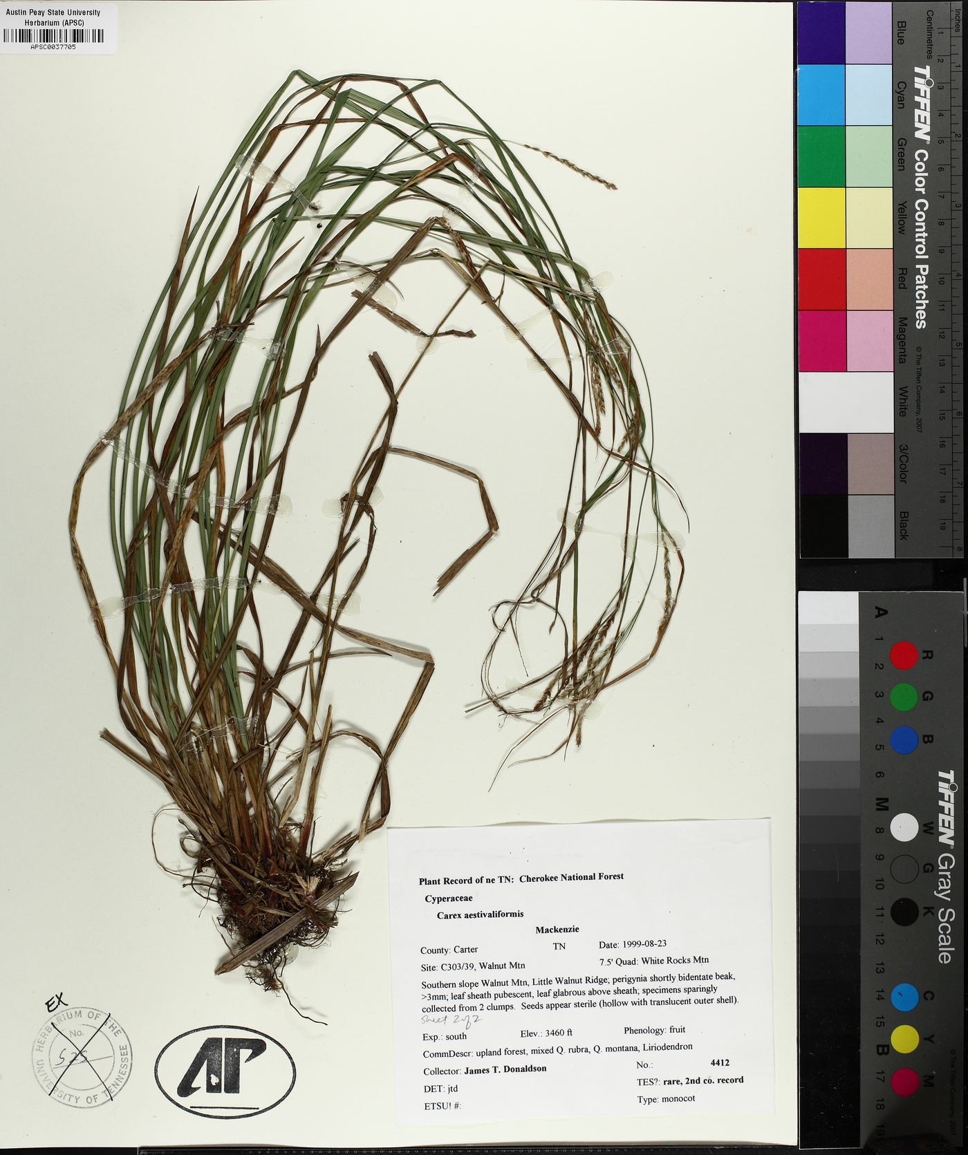 Carex aestivaliformis image