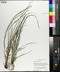 Carex aestivalis image