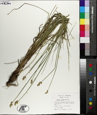 Carex albolutescens image